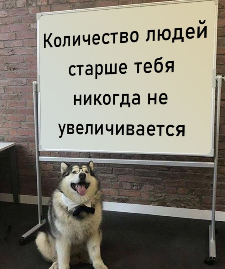 интересные-факты-собака-7364187.jpg
