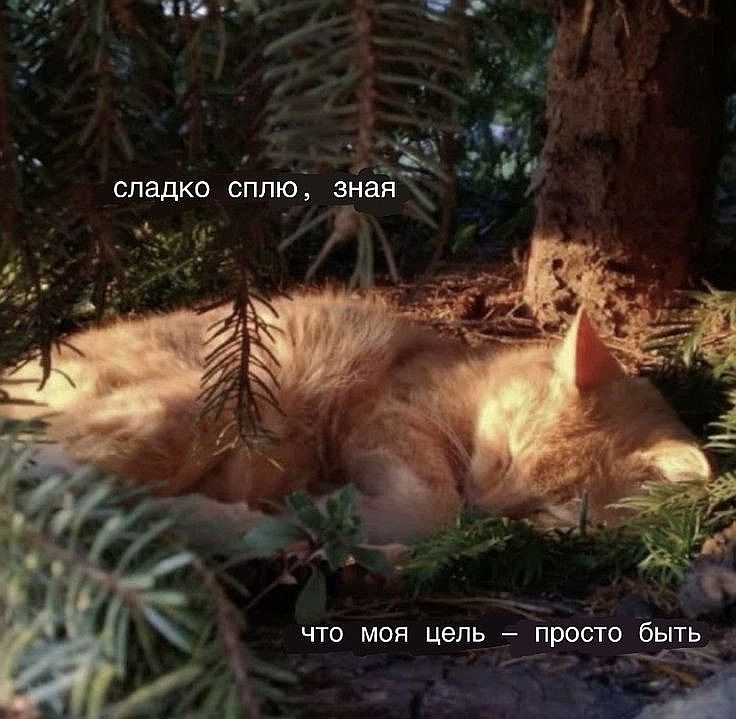 котанские-цитаты-котэ-милота-8910068.jpeg