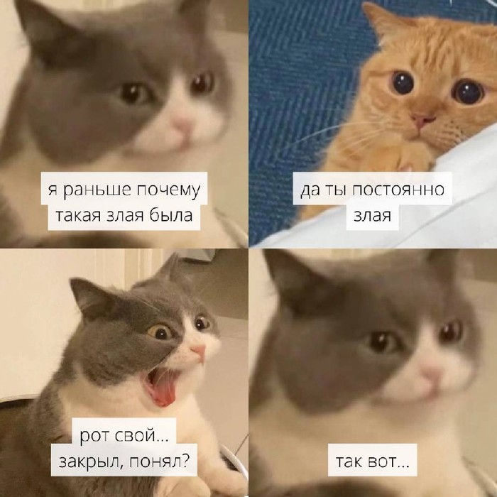 недовольная кошка.jpg